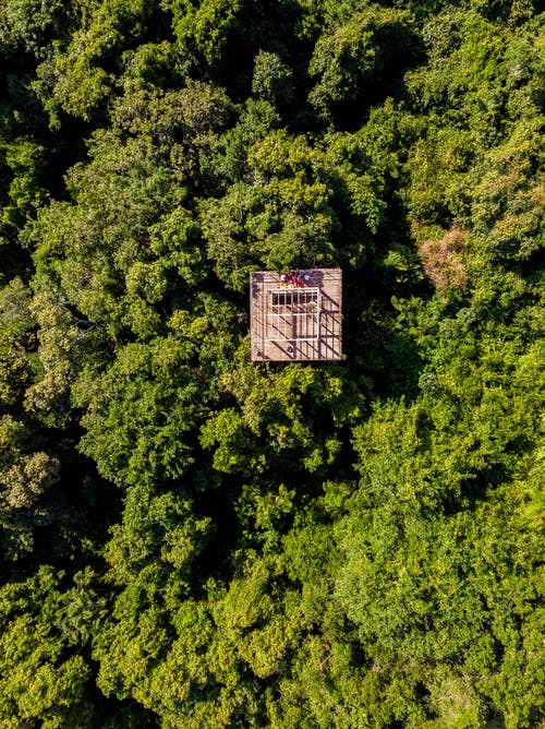 有关垂直拍摄, 广场, 森林的免费素材图片