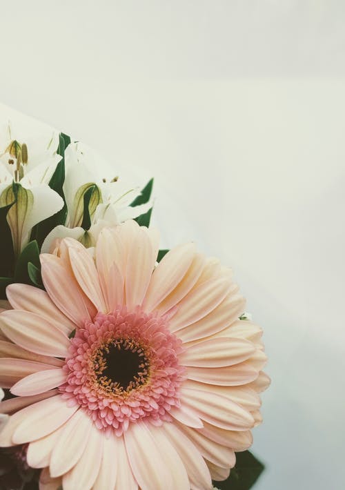 有关人造花, 梦想的, 审美的免费素材图片