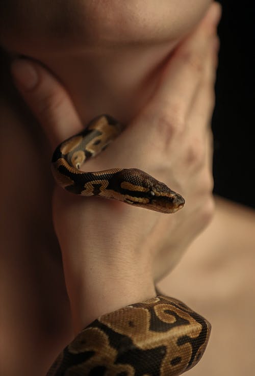 有关python, 专注于前景, 人的手的免费素材图片