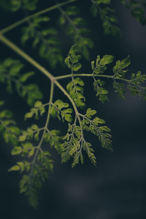 有关光, 分公司, 分割的免费素材图片