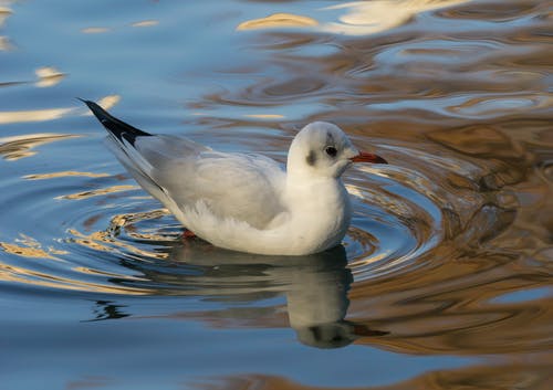 有关池塘, 海鳥, 海鷗的免费素材图片