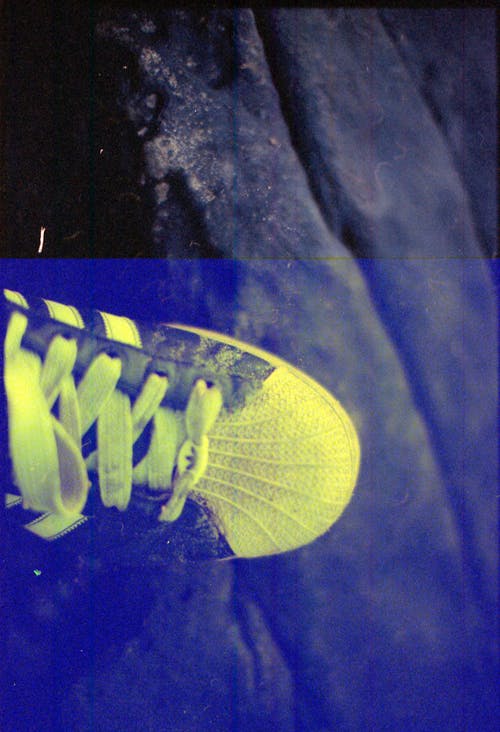 有关35毫米, lomography的, 愛迪達的免费素材图片
