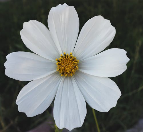 有关植物的, 白色的花, 美在自然中的免费素材图片