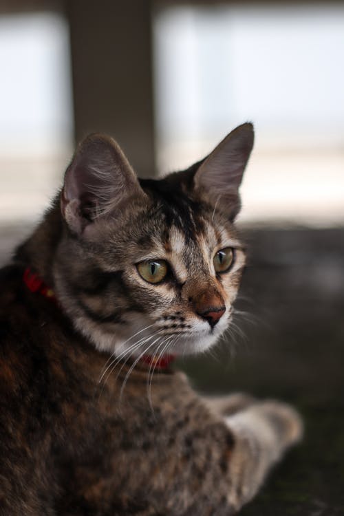 有关可爱, 可爱的, 哺乳动物的免费素材图片