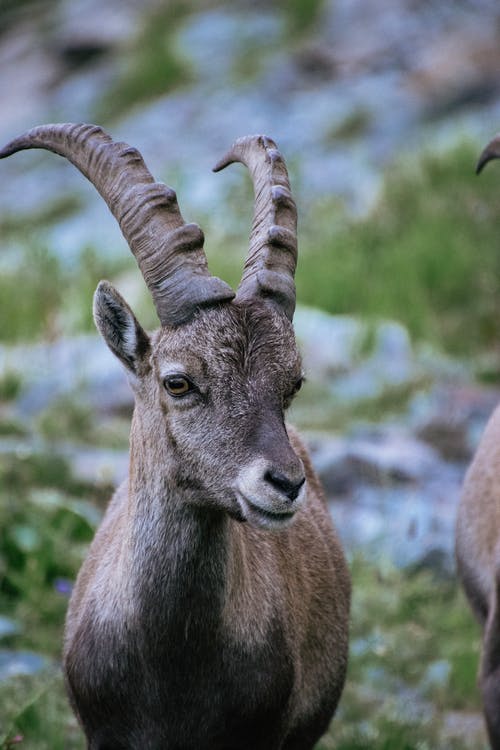 有关努比亚的北山羊, 动物, 动物摄影的免费素材图片