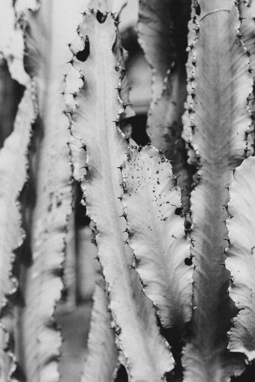 有关仙人掌, 刺, 單色的免费素材图片