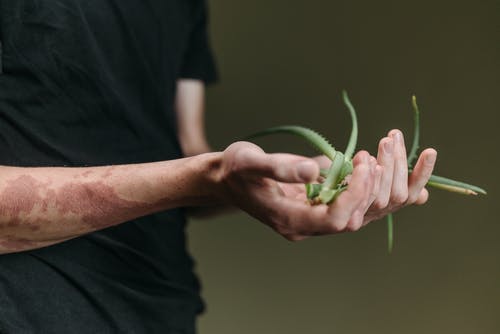 有关人, 多肉植物, 工作室拍摄的免费素材图片