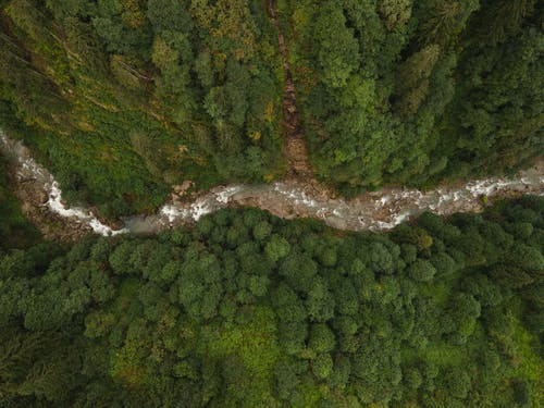 有关天性, 岩石, 松树的免费素材图片