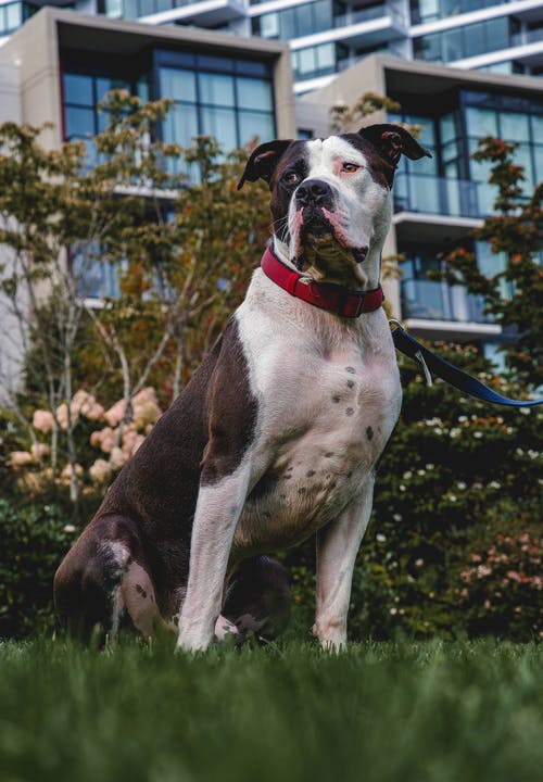 有关动物, 哺乳动物, 垂直拍摄的免费素材图片