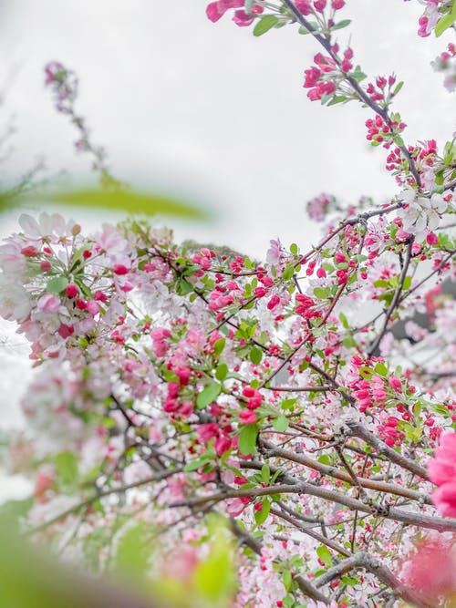 有关分公司, 垂直拍摄, 景深的免费素材图片