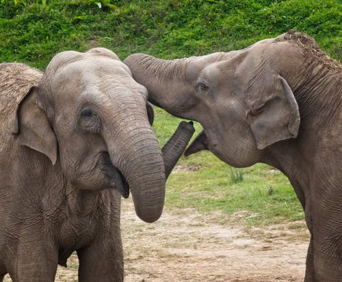 有关动物摄影, 大, 大象的免费素材图片
