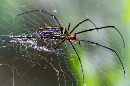 有关Web, 令人不寒而栗的, 动物的免费素材图片