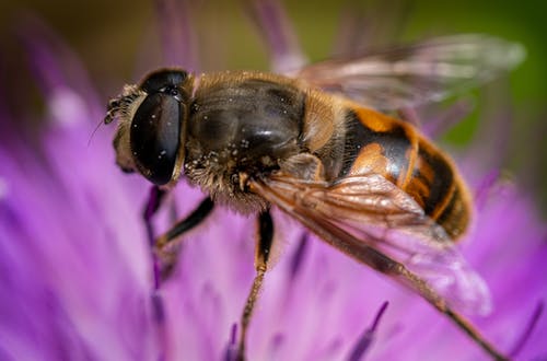 有关微距拍摄, 授粉, 昆虫学的免费素材图片