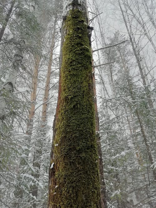 有关分支機構, 大雪覆盖, 天性的免费素材图片