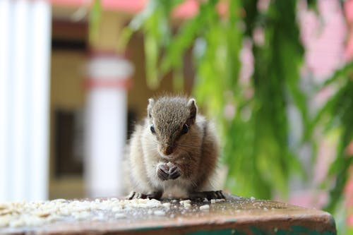 有关动物摄影, 可爱, 吃的免费素材图片