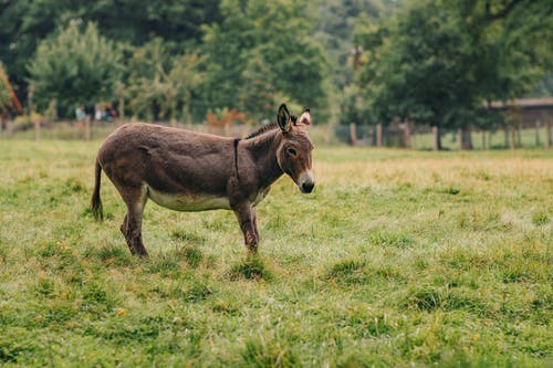 有关侧面图, 农家庭院, 动物的免费素材图片