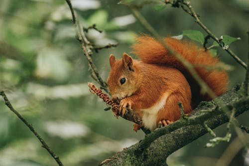 一只正在啃针叶树球果的红松鼠 · 免费素材图片