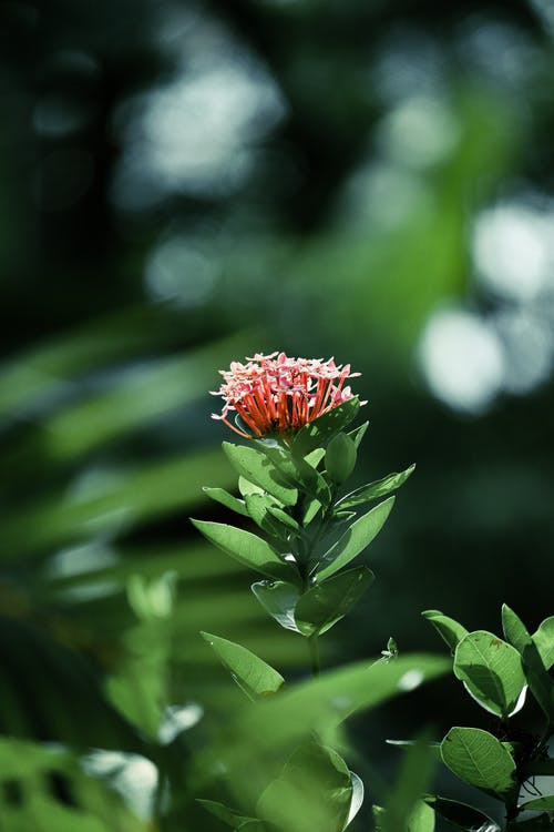 有关工厂, 植物的, 植物群的免费素材图片