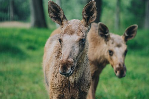 有关一起, 动物, 哺乳动物的免费素材图片