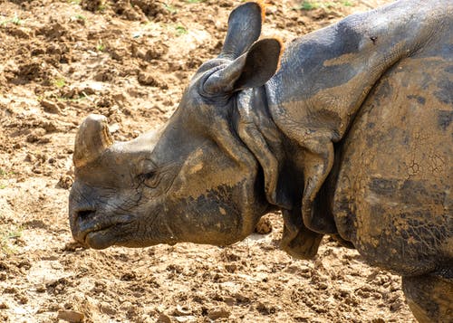 有关保护, 动物, 印度犀牛的免费素材图片