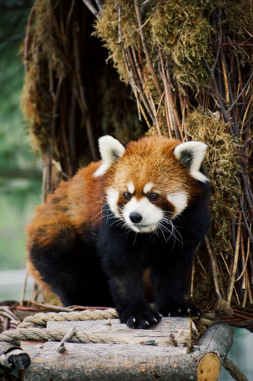 木制平台上的小熊猫 · 免费素材图片