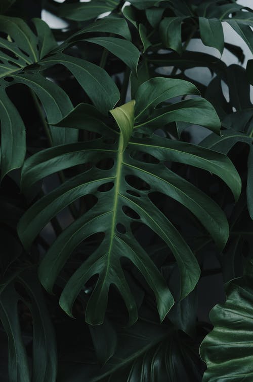 龟背竹的绿叶 · 免费素材图片