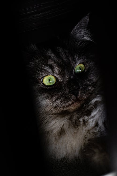 有关凝视, 动物, 动物摄影的免费素材图片