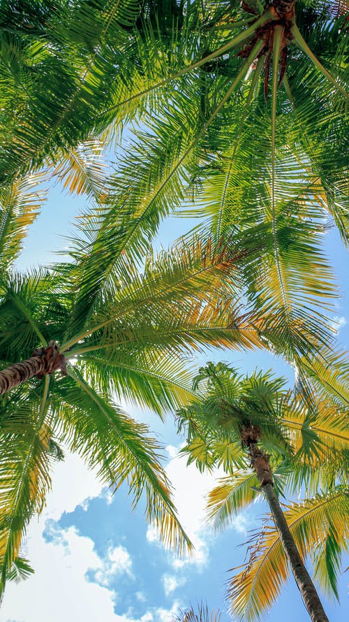 有关垂直拍摄, 棕榈树, 绿叶的免费素材图片