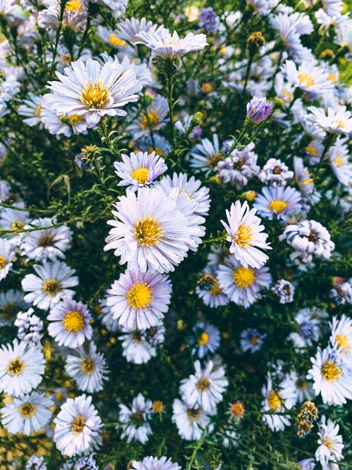 有关垂直拍摄, 太阳, 微妙的免费素材图片