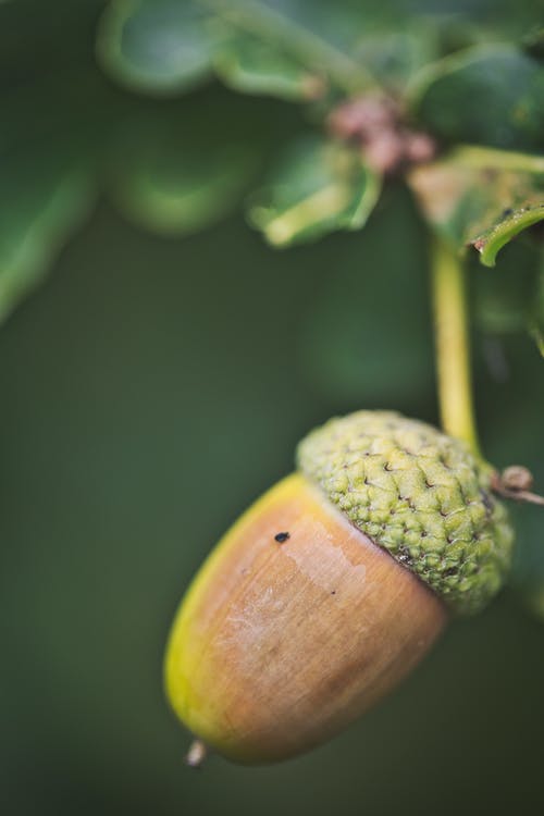 有关垂直拍摄, 坚果, 天性的免费素材图片