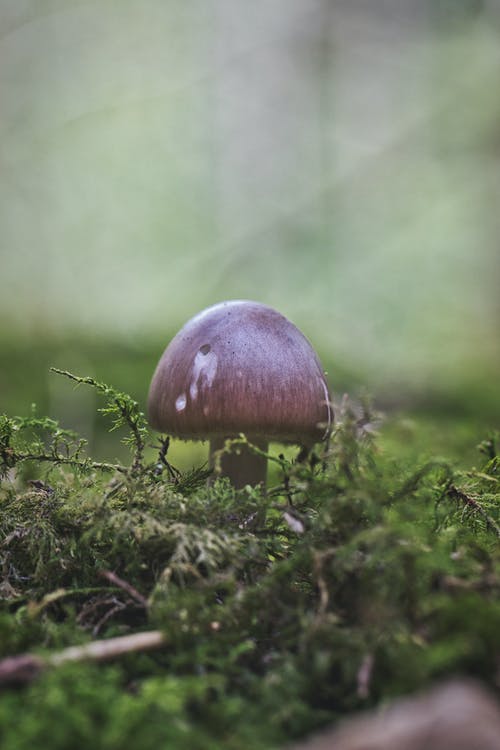 有关垂直拍摄, 天性, 模糊的背景的免费素材图片