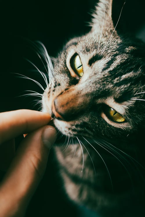 有关动物, 可爱, 可爱的的免费素材图片