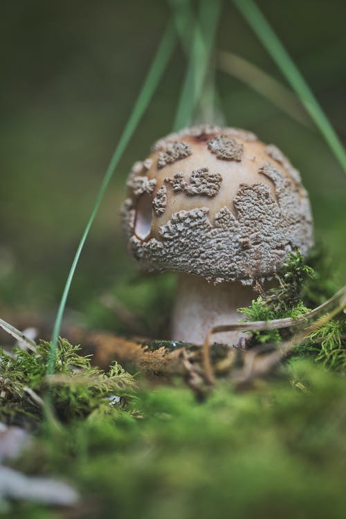 有关垂直拍摄, 天性, 模糊的背景的免费素材图片