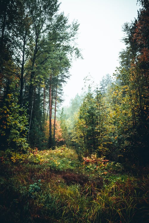 有关垂直拍摄, 天性, 景观的免费素材图片