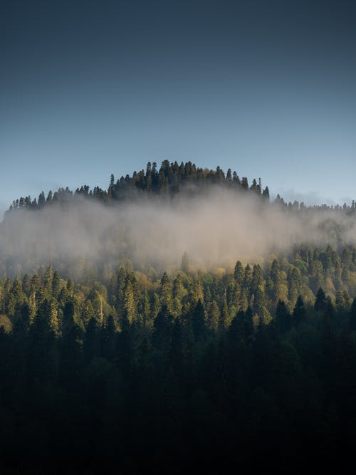 森林上的雾 · 免费素材图片