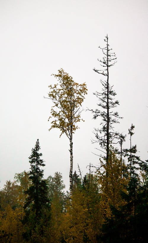 有关垂直拍摄, 天性, 树木的免费素材图片