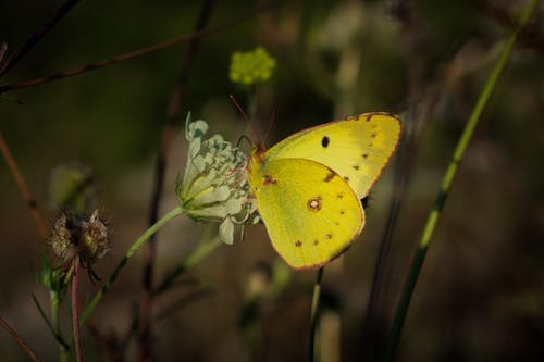 有关微距摄影, 花, 蝴蝶的免费素材图片