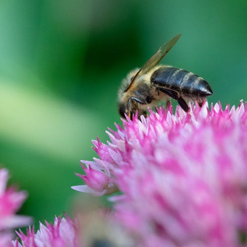有关微距摄影, 栖息, 特写的免费素材图片