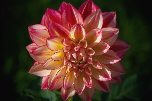 有关大丽花, 植物群, 绽放的免费素材图片