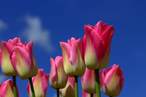 有关植物群, 粉红色的郁金香, 綻放的花朵的免费素材图片