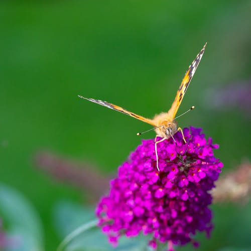 有关天性, 微距摄影, 栖息的免费素材图片