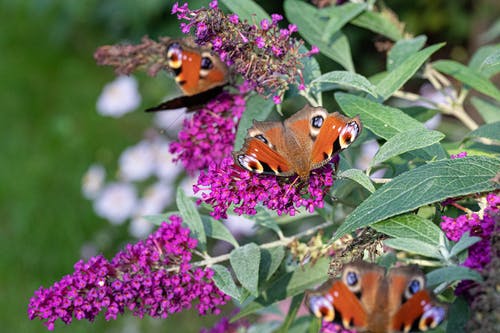 有关昆虫, 栖息, 树叶的免费素材图片