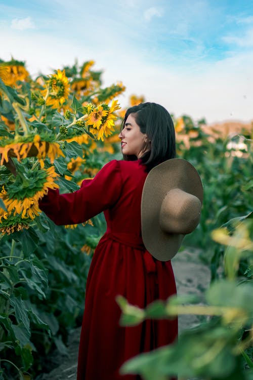 有关全景, 向日葵, 向日葵田的免费素材图片