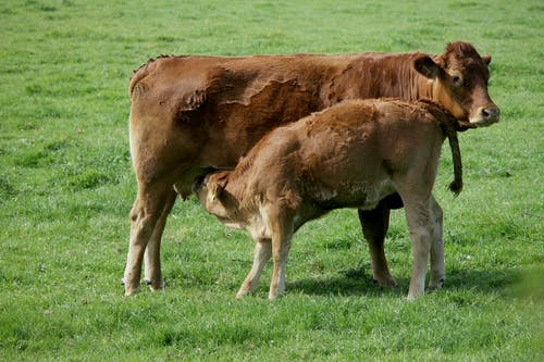 有关动物摄影, 哺乳, 棕色的牛的免费素材图片