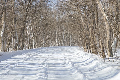 有关冬季, 冷, 天气的免费素材图片