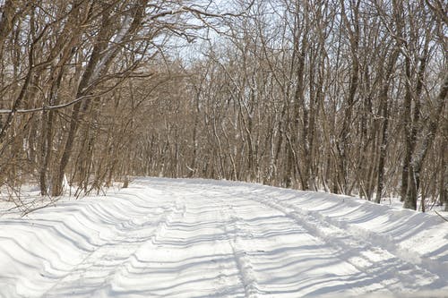 有关冬季, 冷, 天气的免费素材图片
