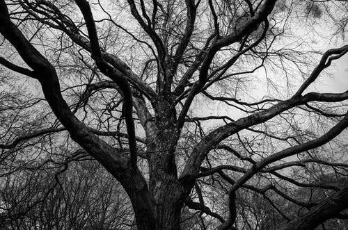 有关分支机构, 叶儿, 天性的免费素材图片