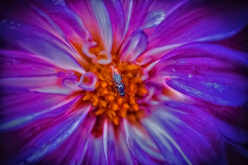 有关天性, 微妙, 授粉的免费素材图片