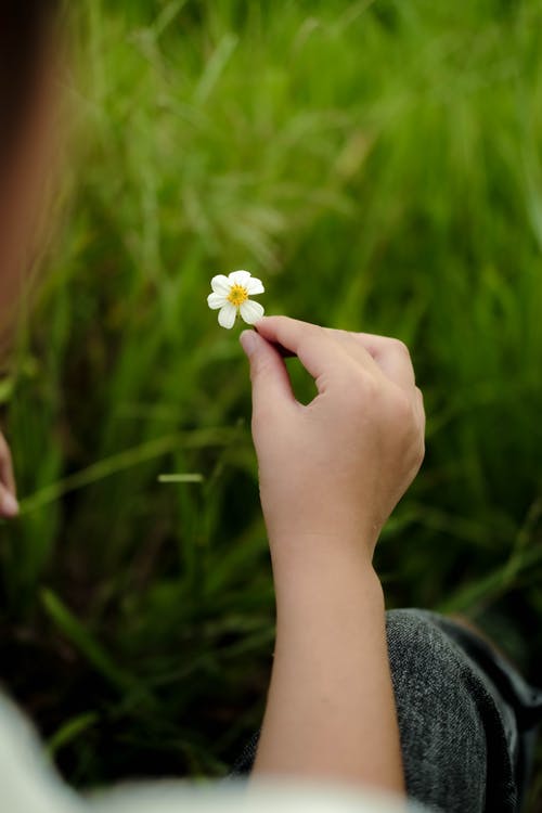 有关垂直拍摄, 小, 微妙的免费素材图片