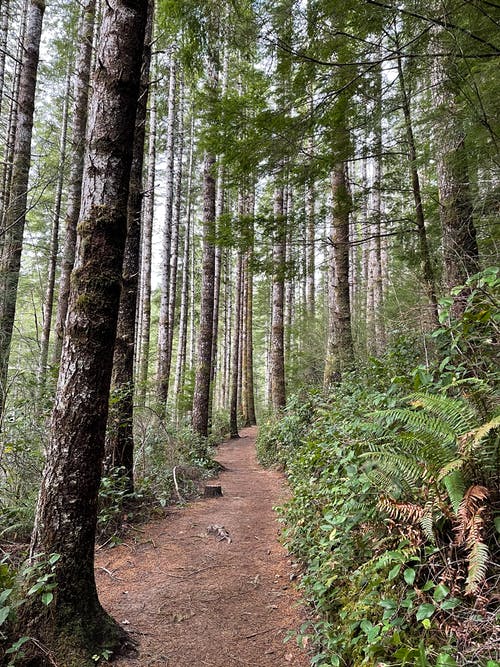 有关人行道, 垂直拍摄, 天性的免费素材图片